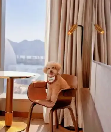 Fur-Ever Friends Getaway – 50% Off