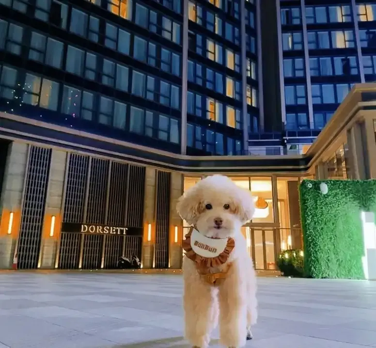 Fur-Ever Friends Getaway – 50% Off