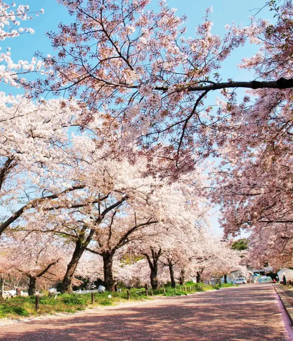 Expo '70 Commemorative Park: A Blossoming Oasis in Osaka