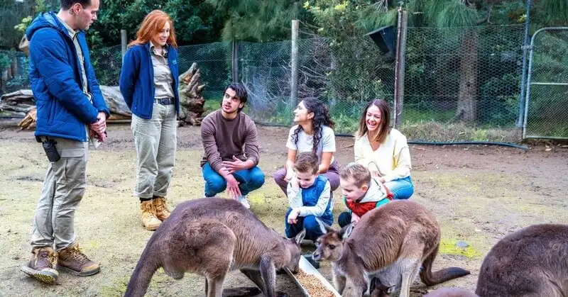 Kangaroo feeding with a family at Melbourne Zoo