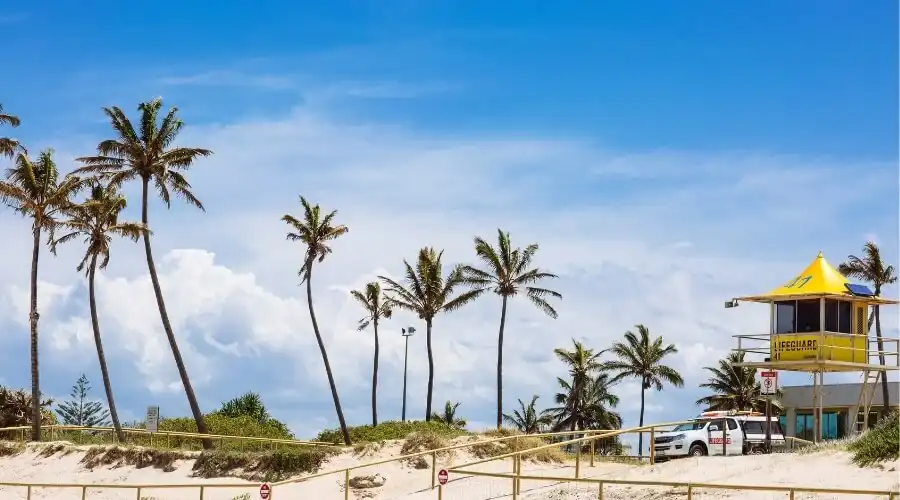 Palm trees by the beach in Gold Coast.