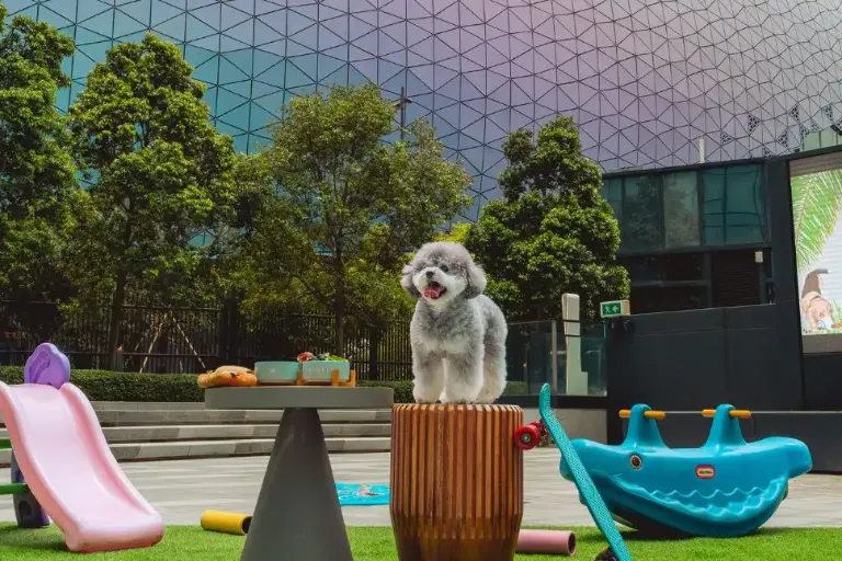 Pawsome Playground: Al Fresco Dining with Your Pet at Siete Ocho