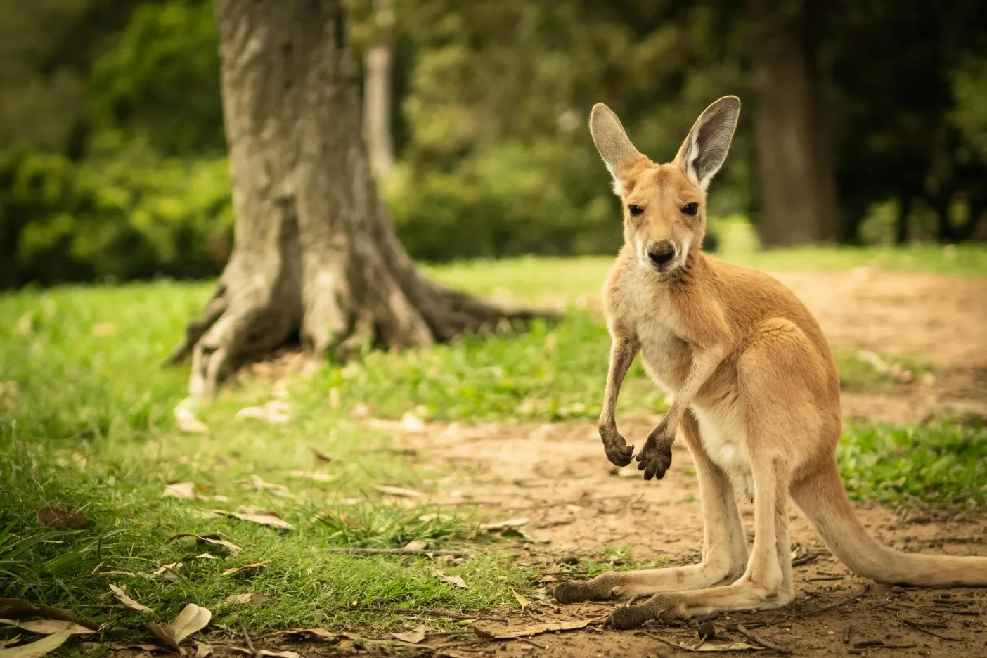 A baby kangaroo.