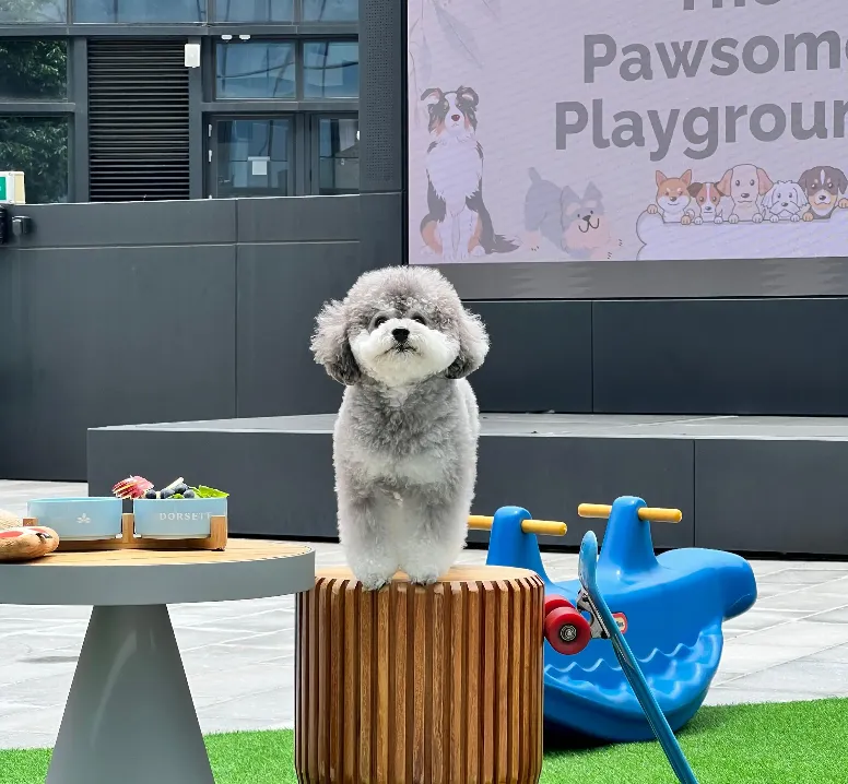 Pawsome Playground: Al Fresco Dining with Your Pet at Siete Ocho